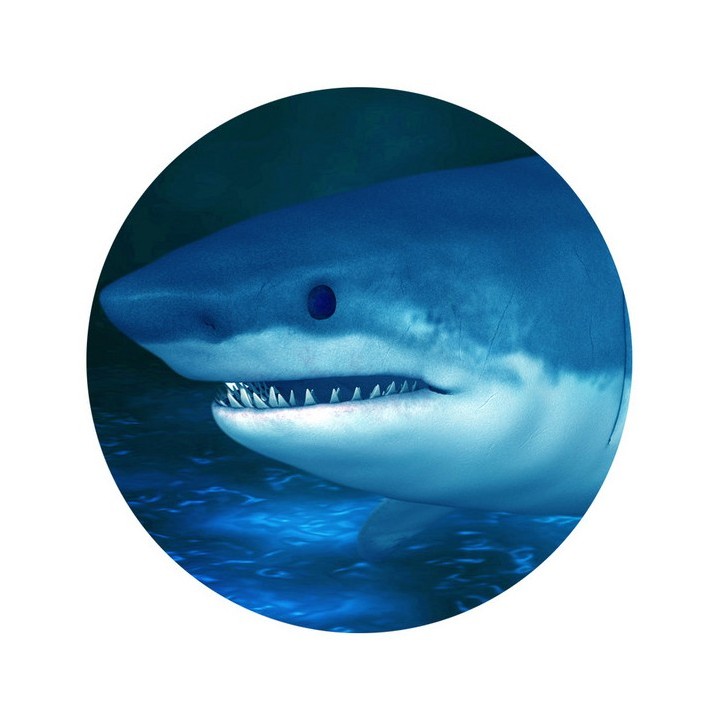 Poster géant mural grand format panoramique paysage fond marin - Les requins