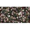 Papier peint vintage tapisserie florale - Les pivoines, les roses et les jasmins