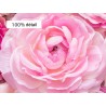 Papier peint photo romantique tapisserie florale - Les roses