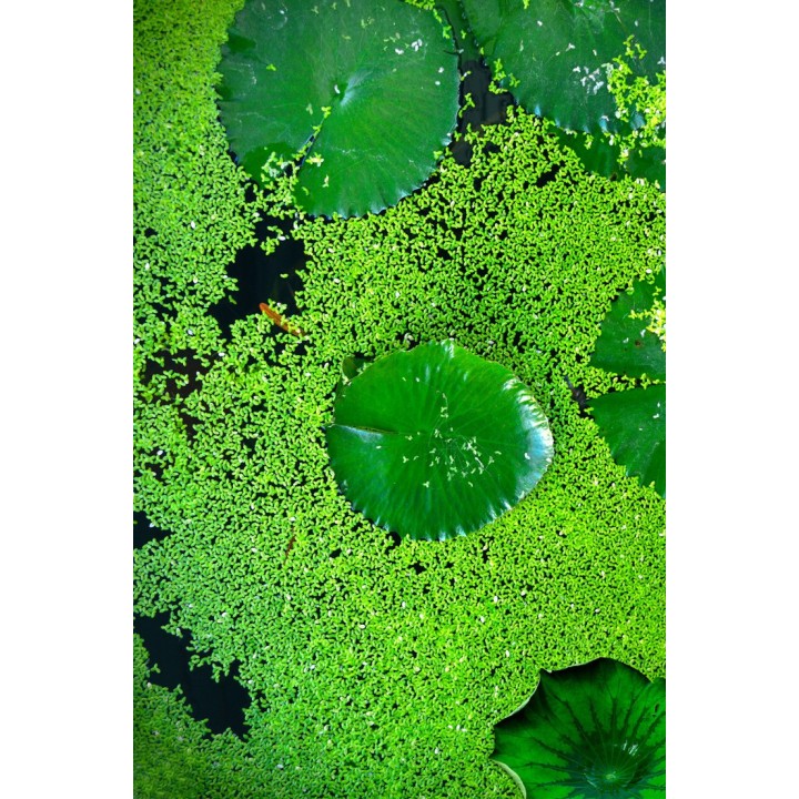 Revêtement sol zen trompe l'oeil - Les lentilles d'eau et les feuilles de nénuphar