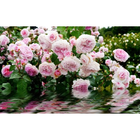 Décoration murale romantique tapisserie florale - Les roses au bord de l'eau