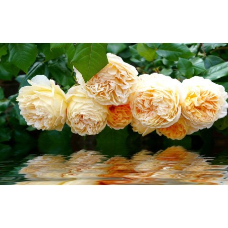 Papier peint photo romantique tapisserie florale - Les roses orangées au bord de l'eau
