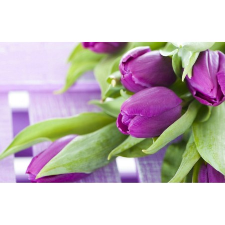 Papier peint photo florale macrophotographie - Les tulipes violettes