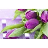 Papier peint photo florale macrophotographie - Les tulipes violettes