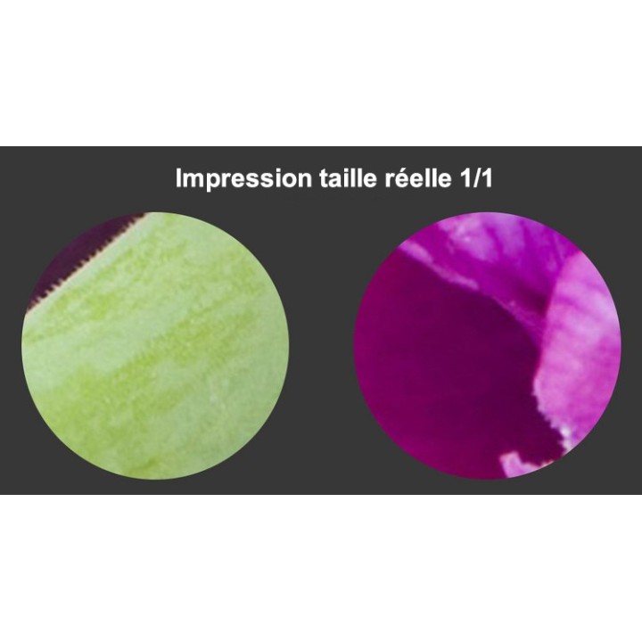 Papier peint photo florale macrophotographie - Les tulipes violettes