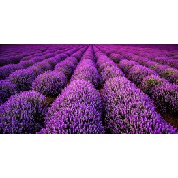 Revêtement de sol romantique - Dans le champ de lavande violette