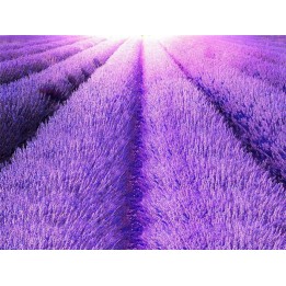 Revêtement de sol paysage romantique - Le champ de lavande mauve