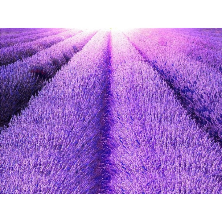 Revêtement de sol paysage romantique - Le champ de lavande mauve