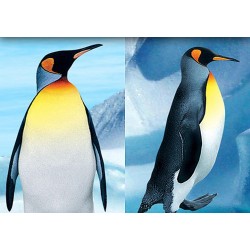 Papier peint photo animaux paysage polaire - Les pingouins