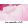 Papier peint photo romantique macrophotographie - Pivoine rose