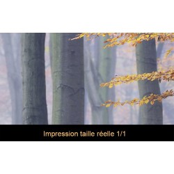 Tapisserie panoramique paysage nature - Forêt d'automne