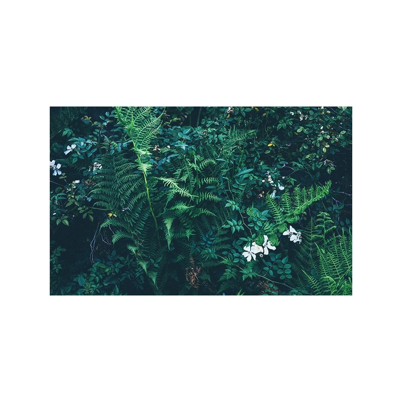 Mur végétal - Les plantes et les branches de fougère