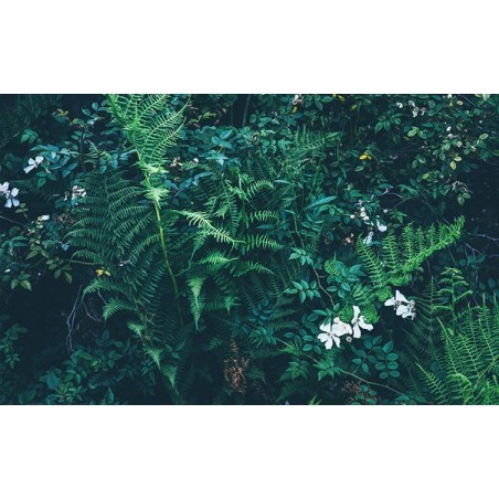 Mur végétal - Les plantes et les branches de fougère