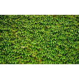 Mur végétal - Les plantes grimpantes