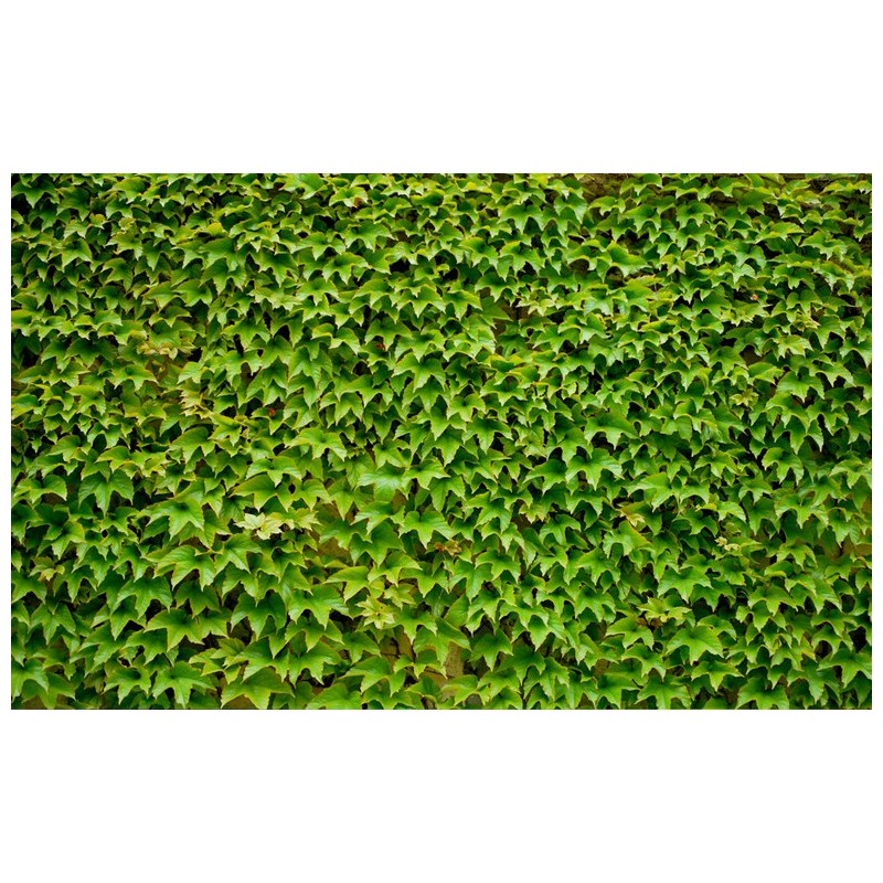 Mur végétal - Les plantes grimpantes