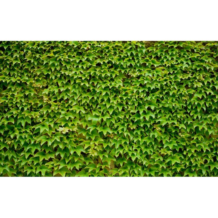 Mur végétal - Les plantes grimpantes