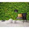 Mur végétal - Les plantes grimpantes