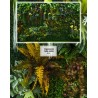 Mur végétal - Les plantes grimpantes de la jungle