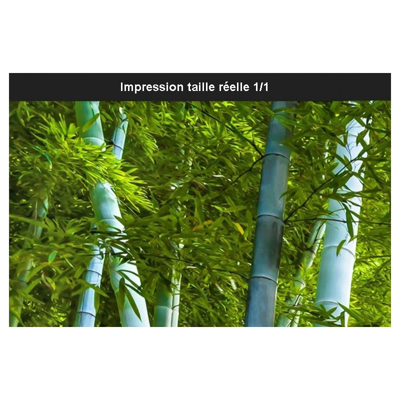 papier peint photo intissé personnalisé tapisserie murale xxl la forêt de  bambou