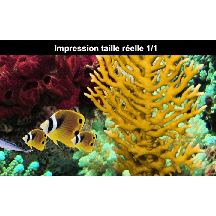 Lino Imprimé Photo Trompe l'œil 3D Fond Marin Dauphin Coraux