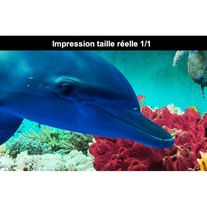 Lino Imprimé Photo Trompe l'œil 3D Fond Marin Dauphin Coraux