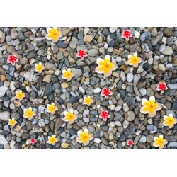 Revêtement de sol zen - Les fleurs de plumeria sur les cailloux gris