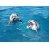 Revêtement de sol salle de bain - Les 2 dauphins dans l'eau