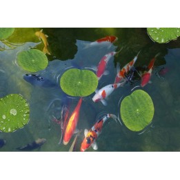 Revêtement de sol zen trompe l'œil 3D - Les carpes et les feuilles de nénuphar