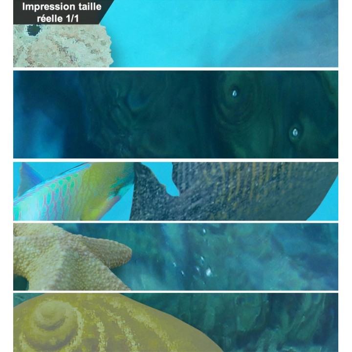 Revêtement de sol trompe l'œil 3D paysage de la mer - Les rochers, les poissons et les coquillages