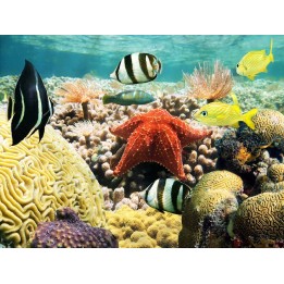 Revêtement de sol salle de bain trompe l'œil 3D - Etoile de mer géante sur les coraux