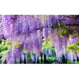 Papier peint photo floral - Les glycines ravissantes