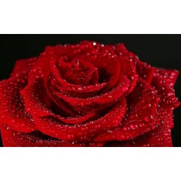 Papier peint photo romantique macrophotographie - La rose rouge