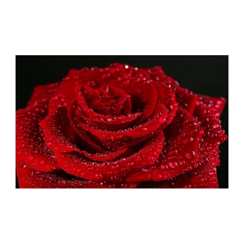 Papier peint photo romantique macrophotographie - La rose rouge