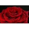 Papier peint photo romantique macrophotographie - La rose rouge