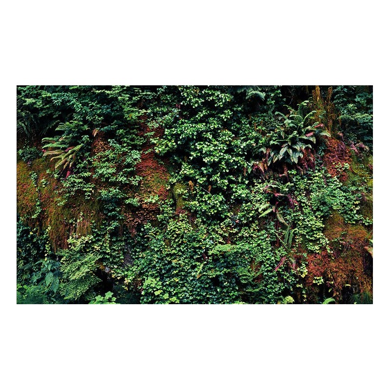 Mur végétal - Les plantes grimpantes et la mousse