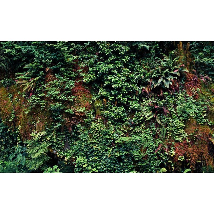 Mur végétal - Les plantes grimpantes et la mousse