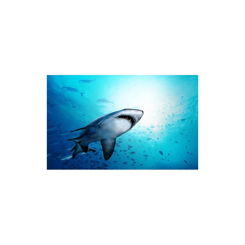 Décoration plafond paysage fond marin - Le requin