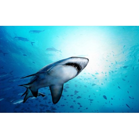 Décoration plafond paysage fond marin - Le requin
