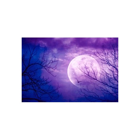 Décor plafond paysage fantaisie - La forêt à la pleine lune