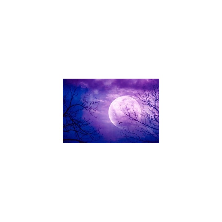 Décor plafond paysage fantaisie - La forêt à la pleine lune