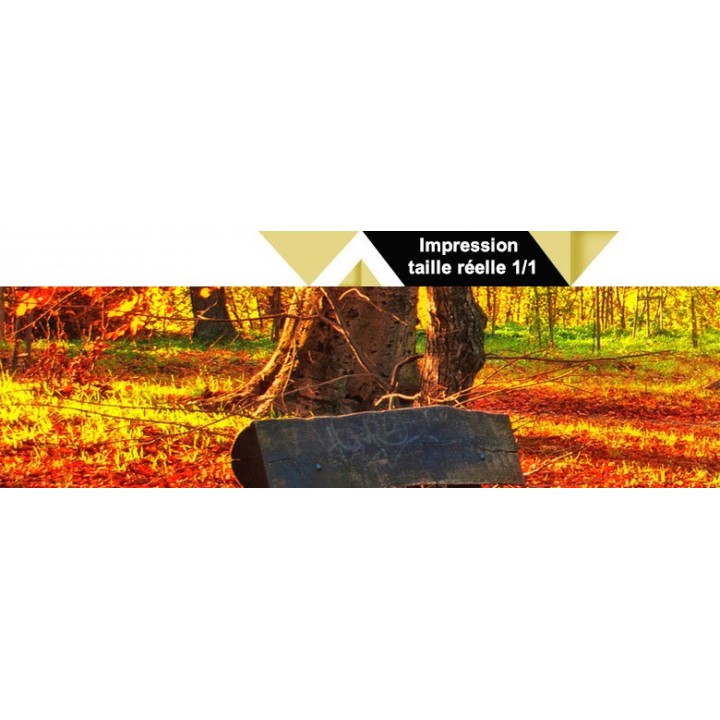 décor XXL paysage nature - Forêt d'automne