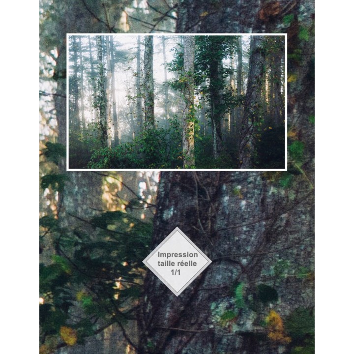 La forêt du matin