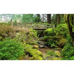Papier peint japonais - Jardin zen