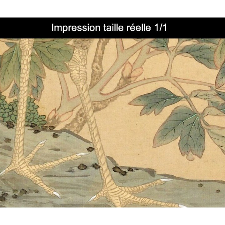 Papier peint japonais issu d'un ukiyo-e format vertical (portrait) - Le paon sur le rocher avec les pivoines