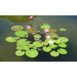 Revêtement de sol zen paysage nature - Les nénuphars dans l'étang