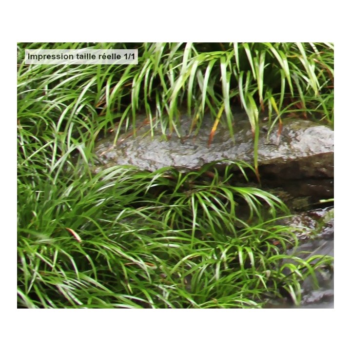 Revêtement de sol trompe l'œil 3d paysage zen - Petite cascade et les plantes d'eau