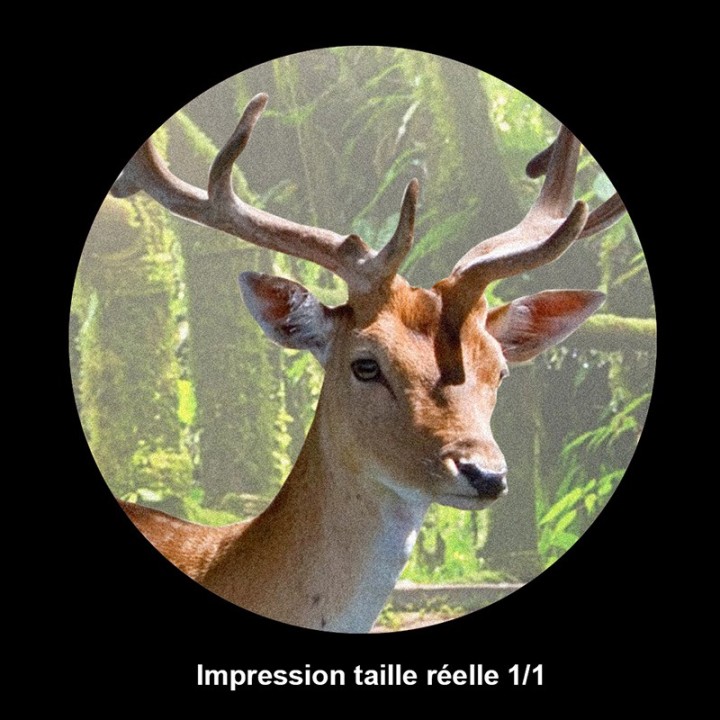 Papier peint photo paysage trompe l'œil 3D - Les cerfs sika dans la forêt après la pluie - Extension d'espace