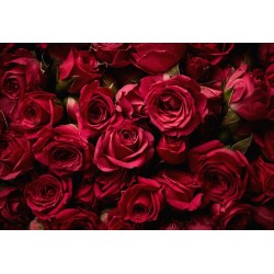 Papier peint photo floral - Les roses rouges