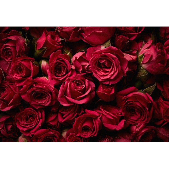 Papier peint photo floral - Les roses rouges