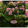 Mur floral - Les pivoines roses